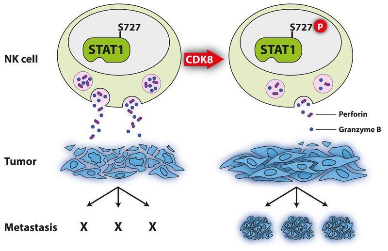 Schematische Darstellung der Hemmung von NK Zellen durch CDK8-vermittelte STAT1-Serin727 Phosphorylierung.