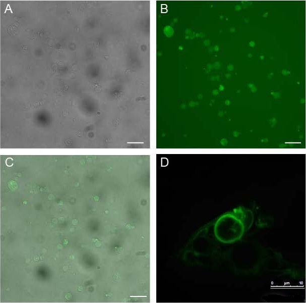Mikroskopische Aufnahmen von Kapseln aus eADF4(C16) und NHS-Fluoreszein-markiertem eADF4(C16): A) Lichtmikroskopische Aufnahme; B) Fluoreszenzmikroskopische Aufnahme; C) Überlagerung der beiden Aufnahmen. Der Messbalken in diesen drei Abbildungen entspricht einer Länge von 50 Mikrometern. // D) Aufnahme einer einzelnen Kapsel mit einem konfokalen Laserscanmikroskop. Der Messbalken entspricht hier einer Länge von 10 Mikrometern.
