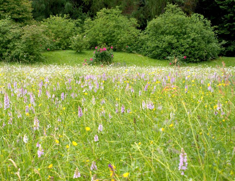 Eine Wiese mit Erdorchideen im Neuen Botanischen Garten der Philipps-Universität (Foto: Pressestelle der Philipps-Universität / Andreas Titze): Eine Wiese mit Erdorchideen im Neuen Botanischen Garten der Philipps-Universität 