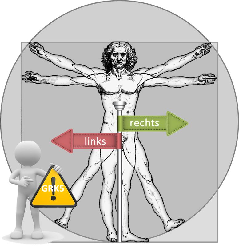 Der von außen spiegelbildliche Körper ist im Inneren asymmetrisch. Diese Asymmetrie wird früh während der Embryonalentwicklung festgelegt. Die Kinase GRK5 ist maßgeblich an der Festlegung dieser Rechts-Links-Asymmetrie beteiligt. Fehlt GRK5 führt dies zu falscher Anordnung von Organen, wie beispielsweise einem rechts liegenden Herzen, und zusätzlich zu falschen Verknüpfungen zwischen den Organen.