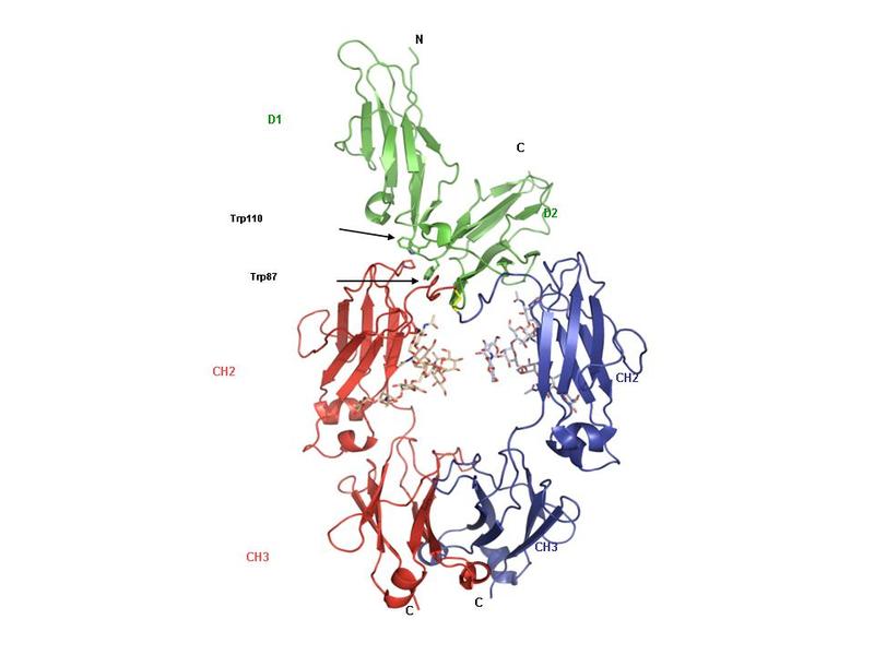 Untersuchung der molekularen und zellulären Mechanismen IgG-vermittelter Depletion von B-Zelllymphomen in der humanisierten Maus