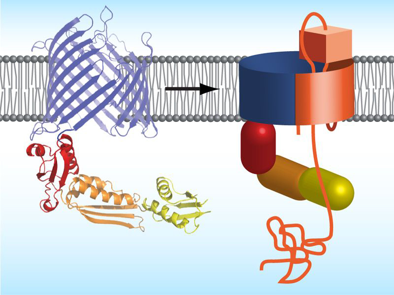 Proposed mechanism how bacteria integrate autotransporter into their outer membrane. Left: protein structure of TamA, right: TamA with autotransporters (orange).