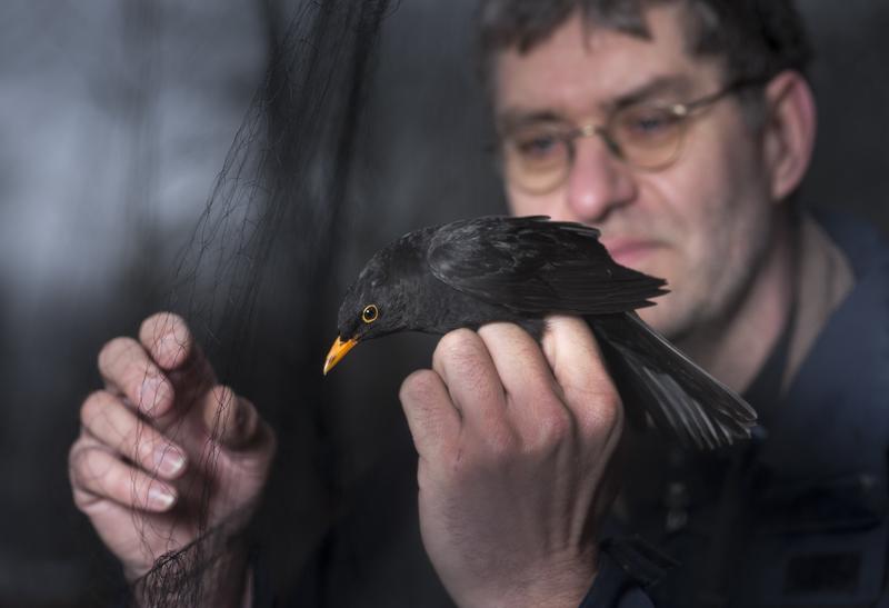 Der Biologe Dr. Reinhard Klenke vom UFZ hält ein frisch beringtes Amselmännchen in der Hand. Der weiße Ring im Vordergrund trägt eine Beschriftung, die mit einem guten Fernglas auch noch auf etwas größere Entfernung ablesbar ist. Der verwendete Farb- und Buchstabencode ist einmalig. So können verschiedene Tiere gut auseinander gehalten werden, wenn sie bei der Nahrungssuche beobachtet werden.