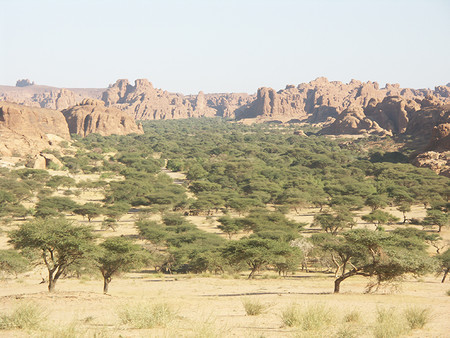 Das Bild zeigt Restbestände von Akazien im Ennedi Plateau im Nordosten des Tschad