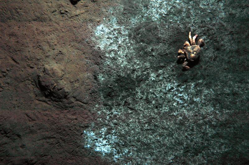 Krebs auf der Bakterienmatte in der Nähe des Schlammvulkans Mound 12, fotografiert mit Hilfe eines Tiefseeobservatoriums. Foto: GEOMAR