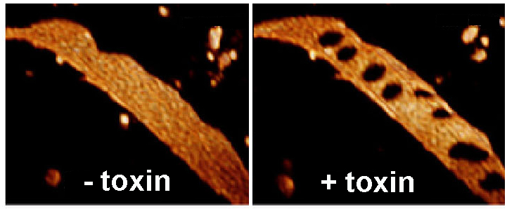 Bildunterschrift: Gap Junctions reagieren innerhalb von Sekunden auf bakterielle Toxine.