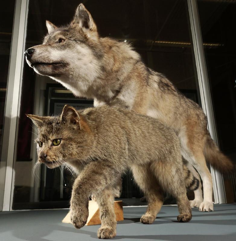 Der Wolf und die Wildkatze stehen im Mittelpunkt der neuen Sonderausstellung im Phyletischen Museum der Universität Jena, die am 30. Oktober eröffnet wird.