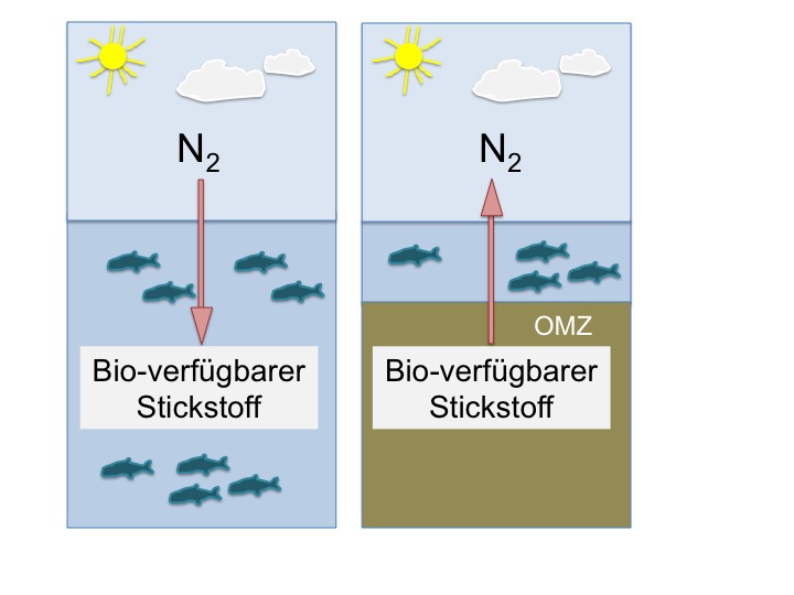 Schema zu den Stickstoffverlusten und –gewinnen in den Ozeanen