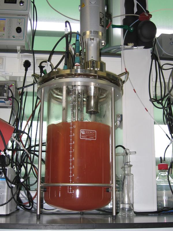 Bioreaktor mit einer Anreicherungskultur von Anammox. 
