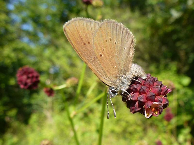 Phengaris nausithous (Dunkler Wiesenknopf-Ameisenbläuling): Weibchen bei der Eiablage an einer Blüte des Großen Wiesenknopfs (Sanguisorba officinalis).