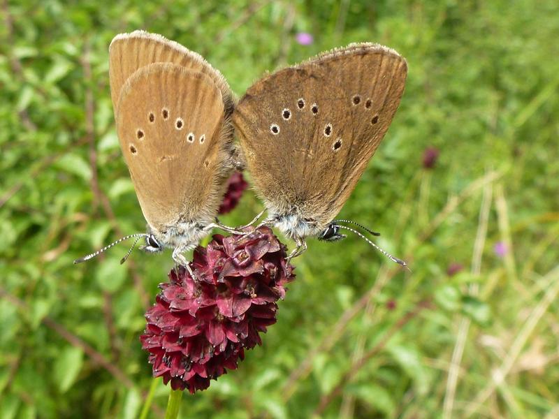 Phengaris nausithous (Dunkler Wiesenknopf-Ameisenbläuling), Pärchen in Kopula, an einer Blüte des Großen Wiesenknopfs (Sanguisorba officinalis).