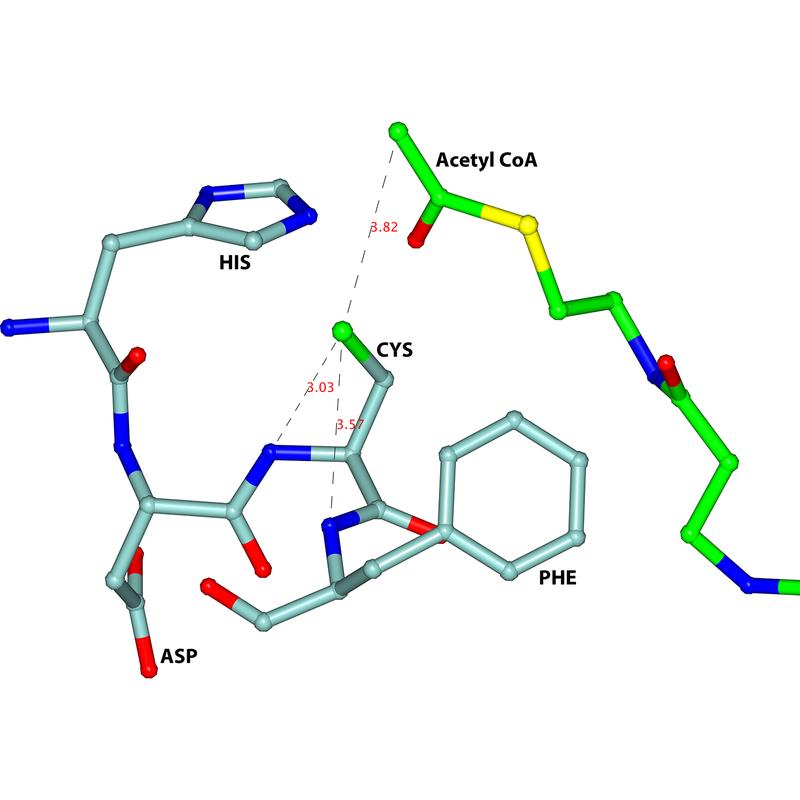 Ein Hauptmerkmal des aktiven Zentrums der trypanosomalen Thiolase ist der HDCF-Loop (HIS-ASP-CYS-PHE), dargestellt in hellem Blau.