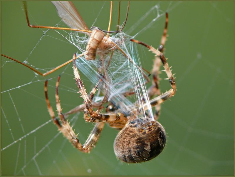 A garden spider pulls silk threads with its legs from the spinnerets on the abdomen.