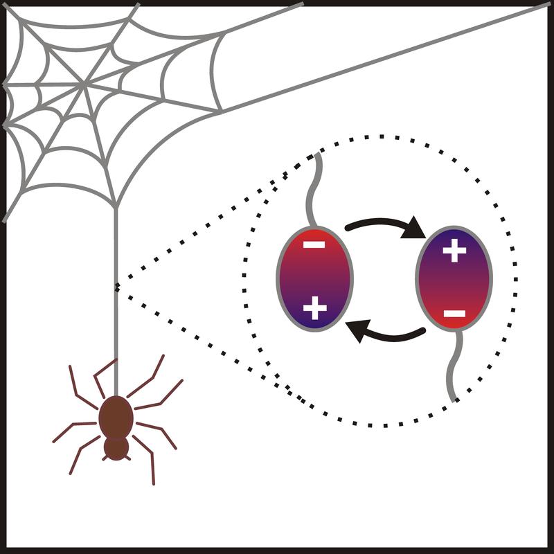 The rapid production of silk threads in spiders involves unusual electrostatic interactions between the proteins. 