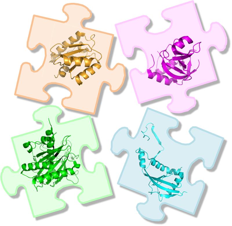 Das Puzzle symbolisiert die vier prinzipiellen Domänen, aus denen humane Argonautenproteine aufgebaut sind.