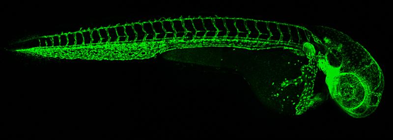 Fluoreszierendes Blutgefäßsystem in einem transgenen Zebrafischembryo