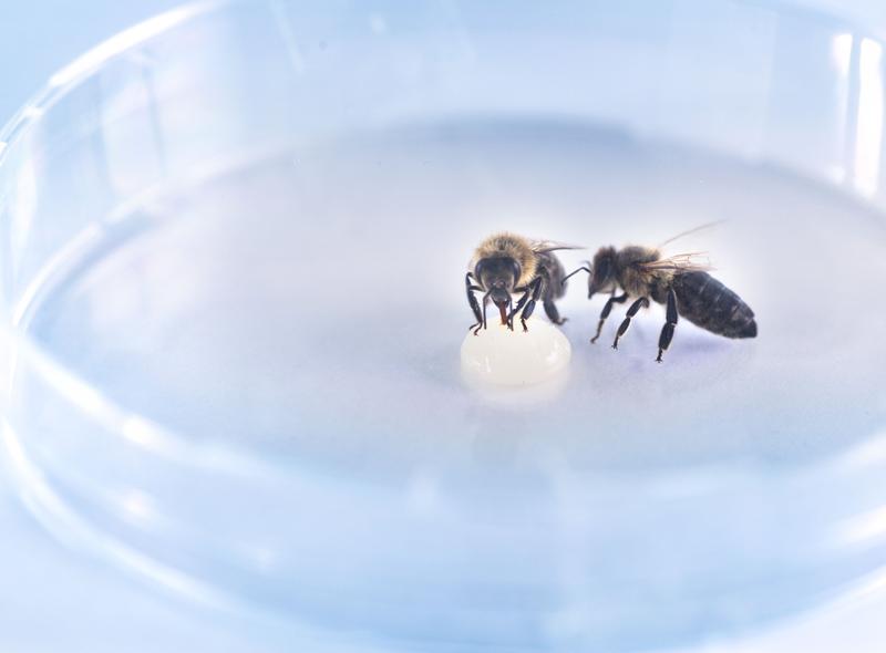 „Von Insekten lernen, heißt siegen lernen.“ - Arbeiten mit Bienen im Labor. 