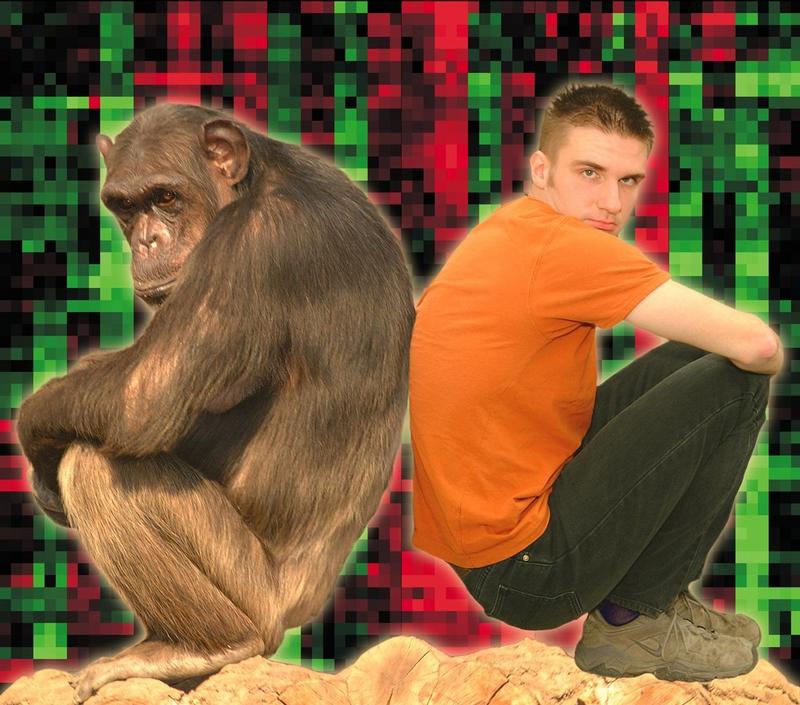 Was unterscheidet den Mensch vom Affen? Leipziger Forscher haben die Benutzung der Gene zwischen Mensch und Schimpansen verglichen. Rote und grüne Kästchen im Hintergrund repräsentieren Gene, die stärker im Menschen (rot) beziehungsweise stärker im Schimpansen benutzt werden.