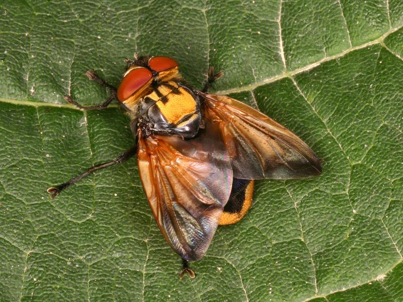 Goldschildfliegen-Männchen 