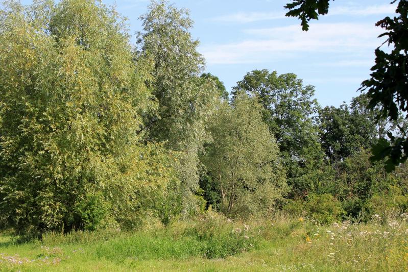 Lebensraum der Goldschildfliegen