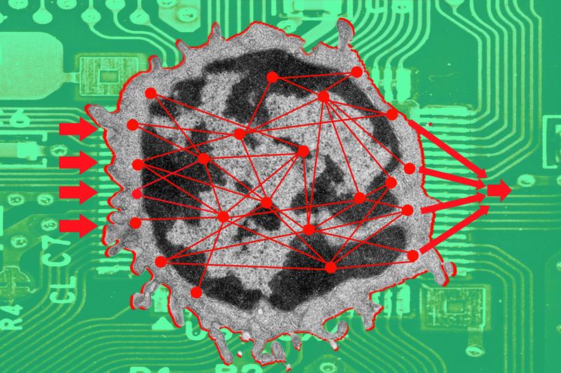 In der virtuellen T-Zelle können online die Reaktionen dieser Immunzelle auf äußere Signale simuliert werden.  