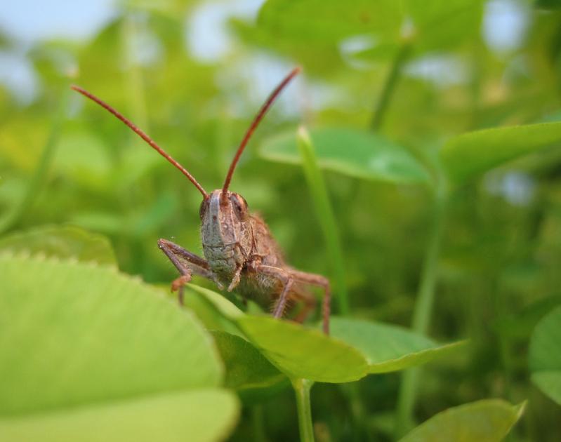 Evolutionsbiologen der Universität Bielefeld untersuchen, wie Insekten auf Umweltlärm reagieren.