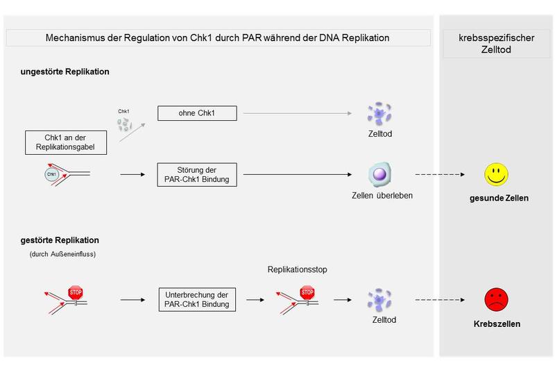 Mechanismus der Regulation von Chk1 durch PAR während der DNA Replikation
