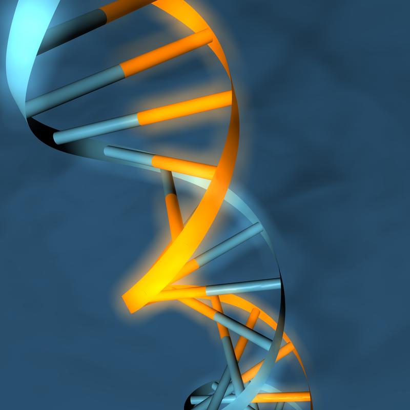Die DNA-Doppelhelix-Träger unserer Erbinformation