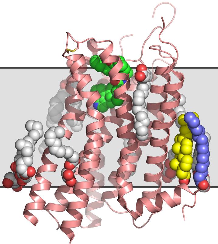 Struktur des Serotoninrezeptors mit angekoppeltem Ergotamin (grün), Lipiden (grau), Palmitinsäure (blau) und Cholesterol (gelb). Die ungefähre Lage der Zellmembran ist grau im Hintergrund skizziert.