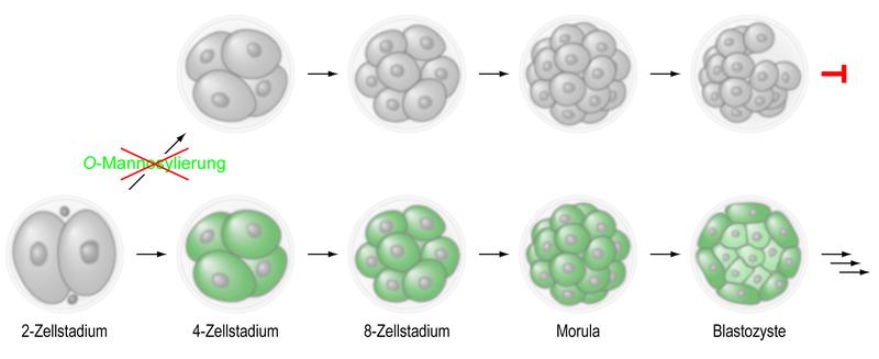 Frühe Phase der Embryonalentwicklung