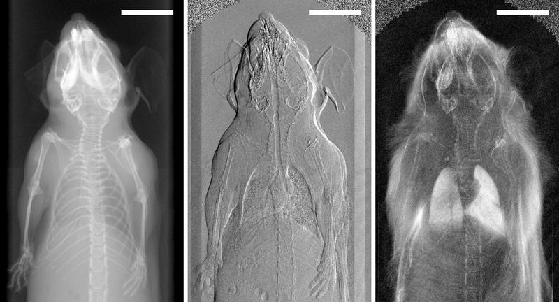 Erste in-vivo Phasenkontrast-Röntgentomographie einer Maus (Foto: Martin Bech).