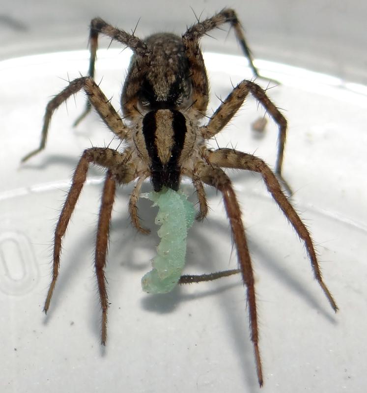 Wolfsspinne Camptocosa parallela attackiert eine Tabakschwärmerraupe im Laborversuch.