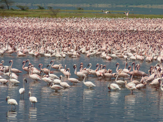 Massenauftreten von Flamingos am Lake Bogoria, Kenia