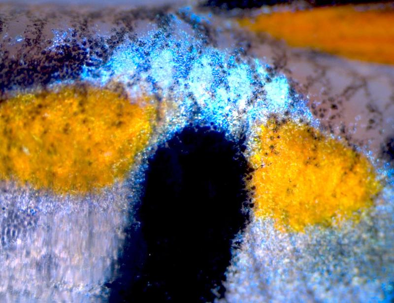 Flecken auf der Körpermitte eines Cumaná-Guppy-Männchens