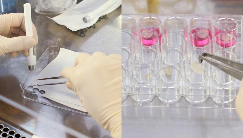 Eine Biopsiestanze bringt das biopolymere trägermaterial in die richtige form (links). In Zellkulturgefäßen besiedeln dann Zellen diese kreisrunden Disks (rechts).
