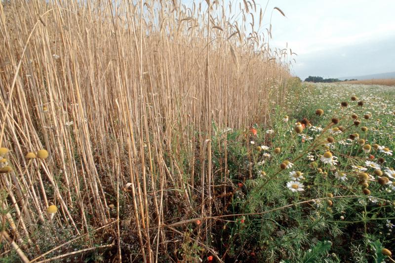 Ökologischer Landbau: Ackerbau mit Blühstreifen