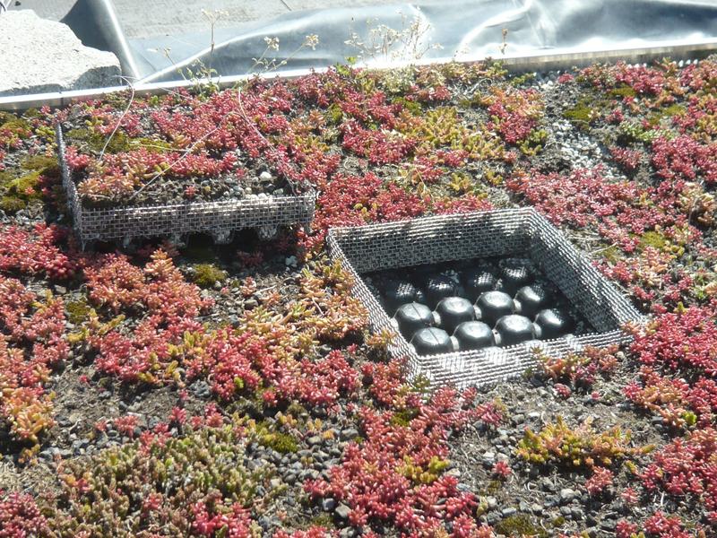 Dieses Leichtdach gilt mit seinem schlanken Aufbau (das Substrat kommt direkt auf die Drainageschicht) als Minimallösung. Der Vorteil: Im Sommer wird es wärmer und somit schneller trocken.