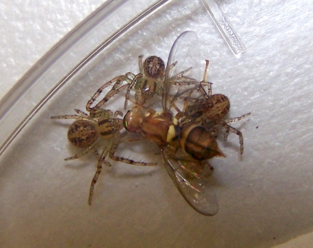Jungspinnen der gruppenlebenden Krabbenspinne Diaea ergandros fressen gemeinsam an einer Fliege, aufgenommen im Labor.