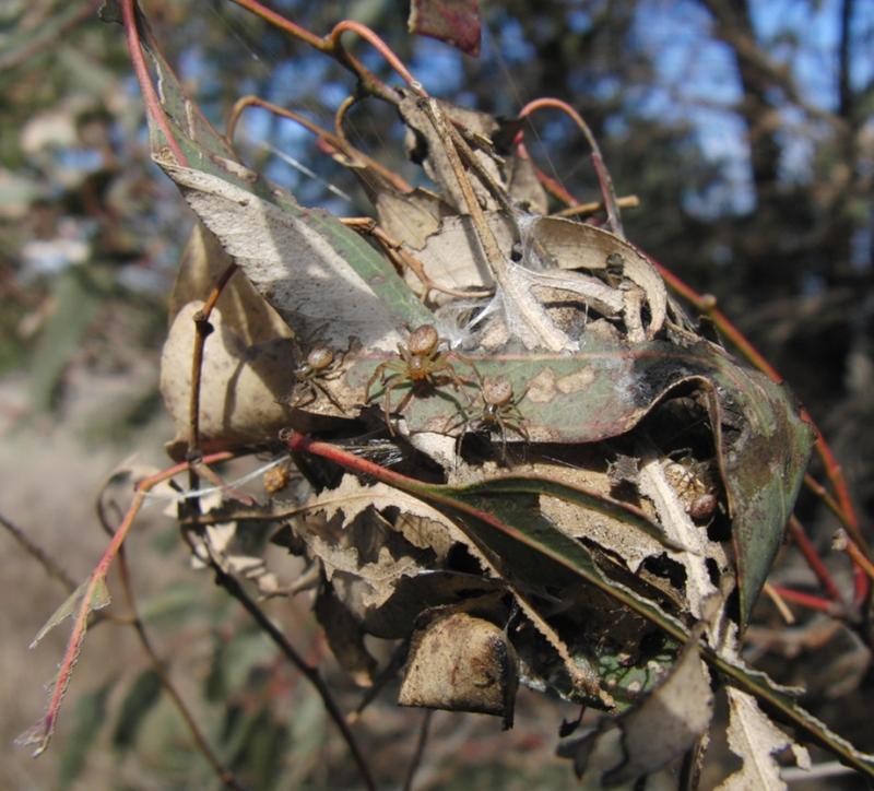 Nest der gruppenlebenden australischen Spinne Diaea ergandros. Mutter (in der Mitte des Nestes) und Jungspinnen warten auf Beute. 