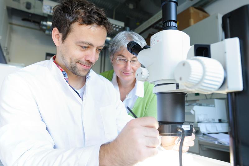 Dr. Markus Rießland und Prof. Dr. Brunhilde Wirth beim Sortieren und Einbetten von Zebrafischen.