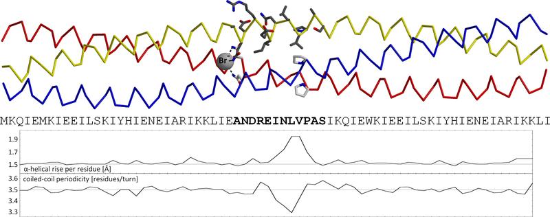 Die 3-dimensionale Struktur der Aminosäuresequenz „ANDREI-N-LVPAS“ eingefügt zwischen zwei GCN4-Adaptoren ist eine Coiled Coil mit drei α-Helices.