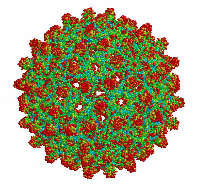 Die Atome des Hepatitis-B-Virus sind nach ihrer Beweglichkeit eingefärbt. Die Farbabstufungen reichen von Rot (sehr beweglich) bis Blau (wenig beweglich).