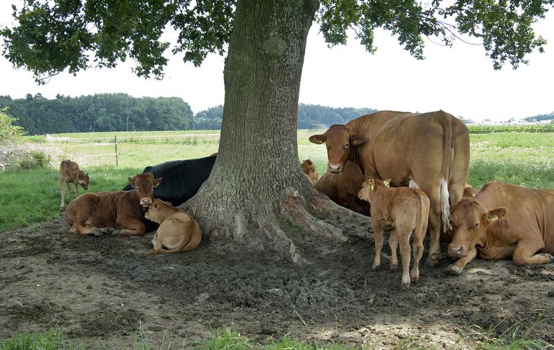 Cows will in future be at risk of heat stress. There are major regional differences, however, in the consequences of climate change. Tessin will be particularly affected by the negative consequences.