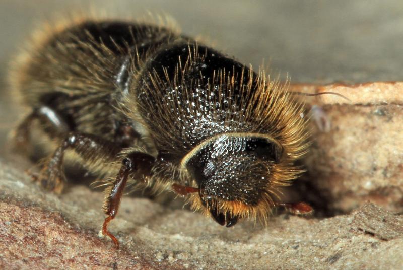 The typographer beetle is putting spruces all over Switzerland under increasing pressure. Because of the rising temperatures, an additional generation of pests could hatch each year.