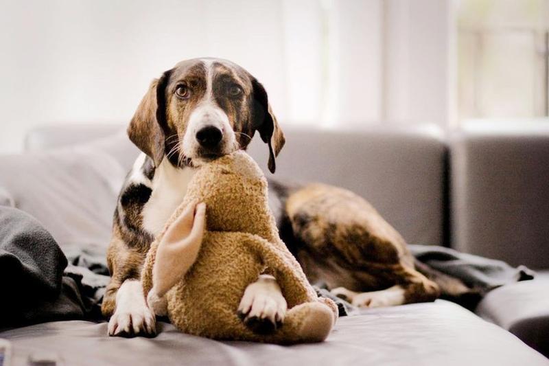 Nilsson – folgt der Hund seiner eigenen Erfahrung oder schließt er sich der Gruppe an? Forscher der Uni Hildesheim untersuchen, ob Hunde sich von anderen beeinflussen lassen.