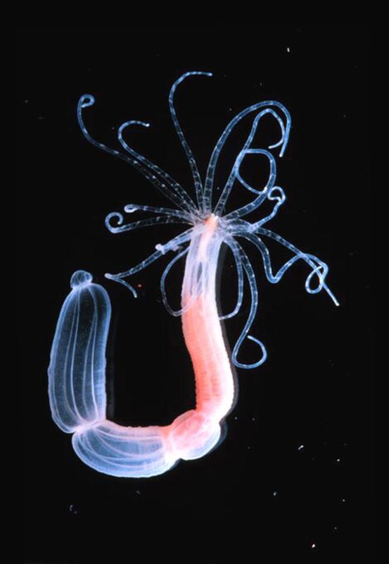 Ausgewachsener Polyp von Nematostella vectensis. 