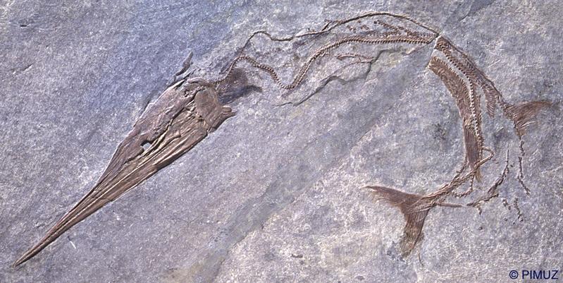 Fossil von Saurichthys, einem Topräuber unter den Trias-Fischen.