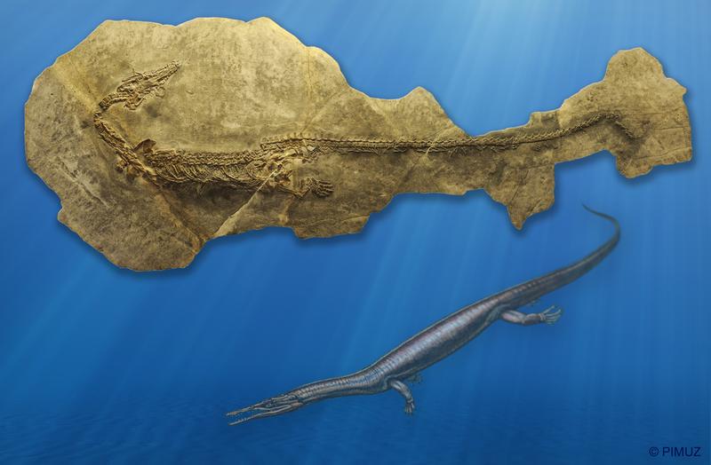 Fossil und Lebendrekonstruktion von Askeptosaurus, eines grossen Meeresreptils der Trias-Zeit. Solche Thalattosaurier bzw. Meeres- oder Ozanechsen konnten über vier Meter lang werden. 