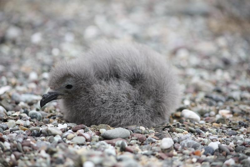Küken der Sturmschwalbenart Oceanodroma melania (Schwarzwellenläufer).  