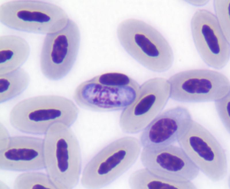 Wie bei allen Vögeln sind die Erythrozyten von Sturmschwalben Oceanodroma spp. kernhaltig. In dieser Abbildung ist ein Erythrozyt von dem neu beschriebenen Blutparasiten Hepatoz